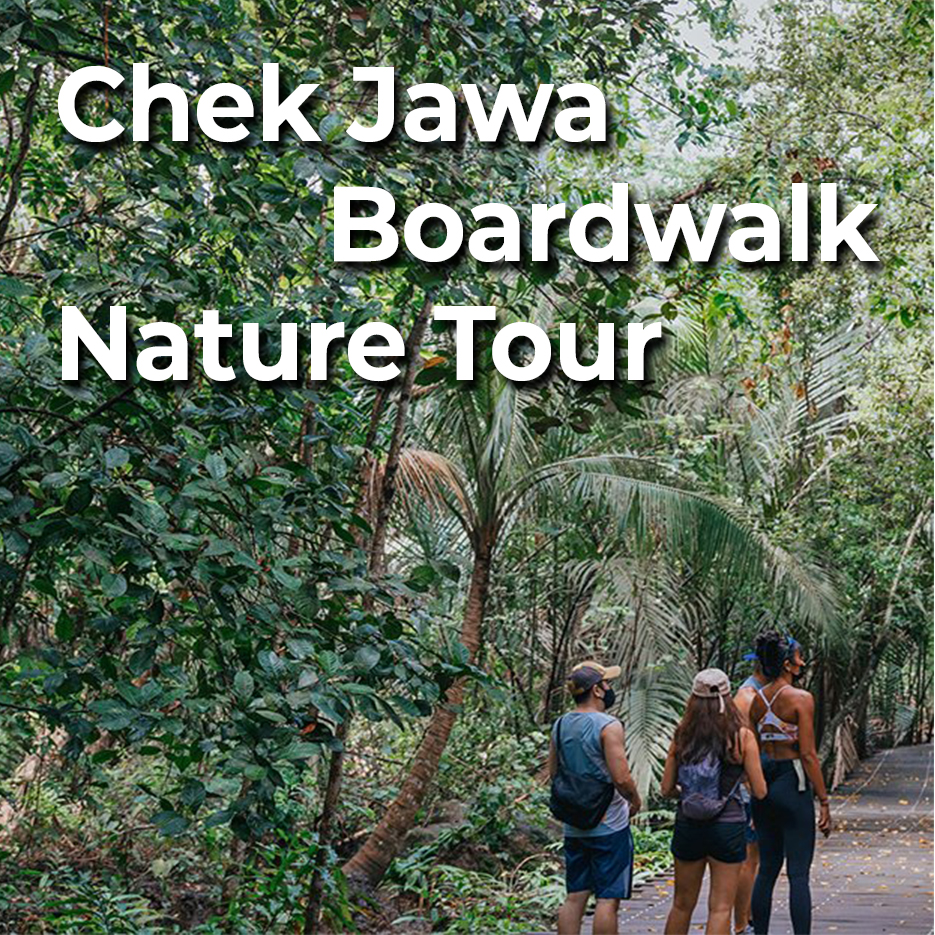 Chek Jawa Boardwalk Nature Tour